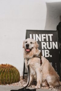 Find Pet Insurance in AZ - Insurance Ruff LLC