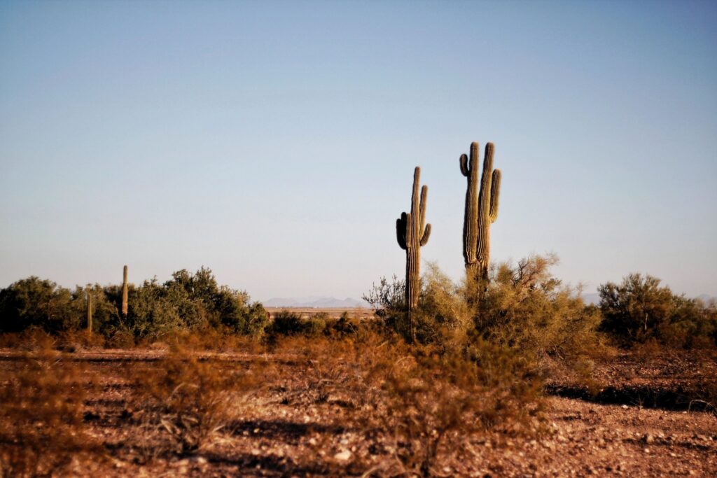 How to Shop Insurance for Best Rates & Coverage in Arizona - Insurance Ruff LLC