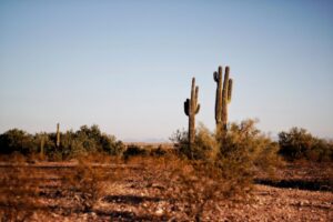 How to Shop Insurance for Best Rates & Coverage in Arizona - Insurance Ruff LLC