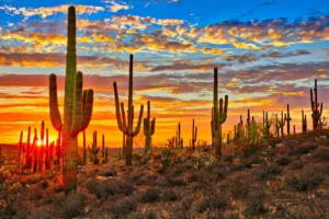 Insurance Broker AZ — Insurance Ruff LLC Is Phoenix's #1 Choice - Insurance Ruff LLC